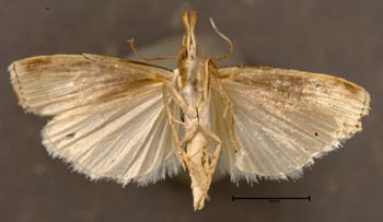Media type: image;   Entomology 622205 Aspect: habitus ventral view